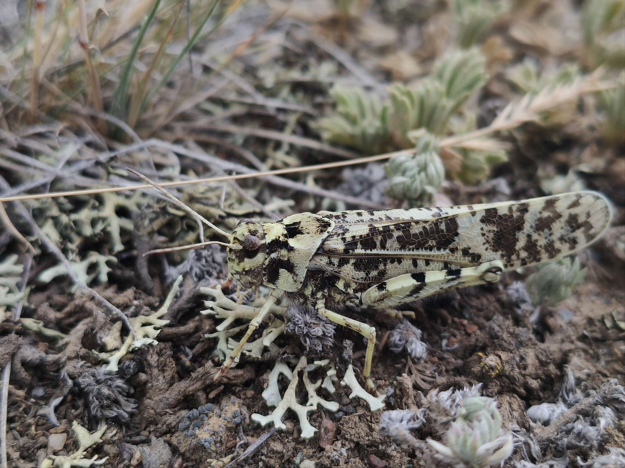 Angaracris barabensis (Pallas 1773) resmi