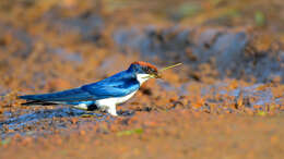 Image of Hirundo Linnaeus 1758