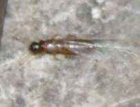 Image of Subterranean termite