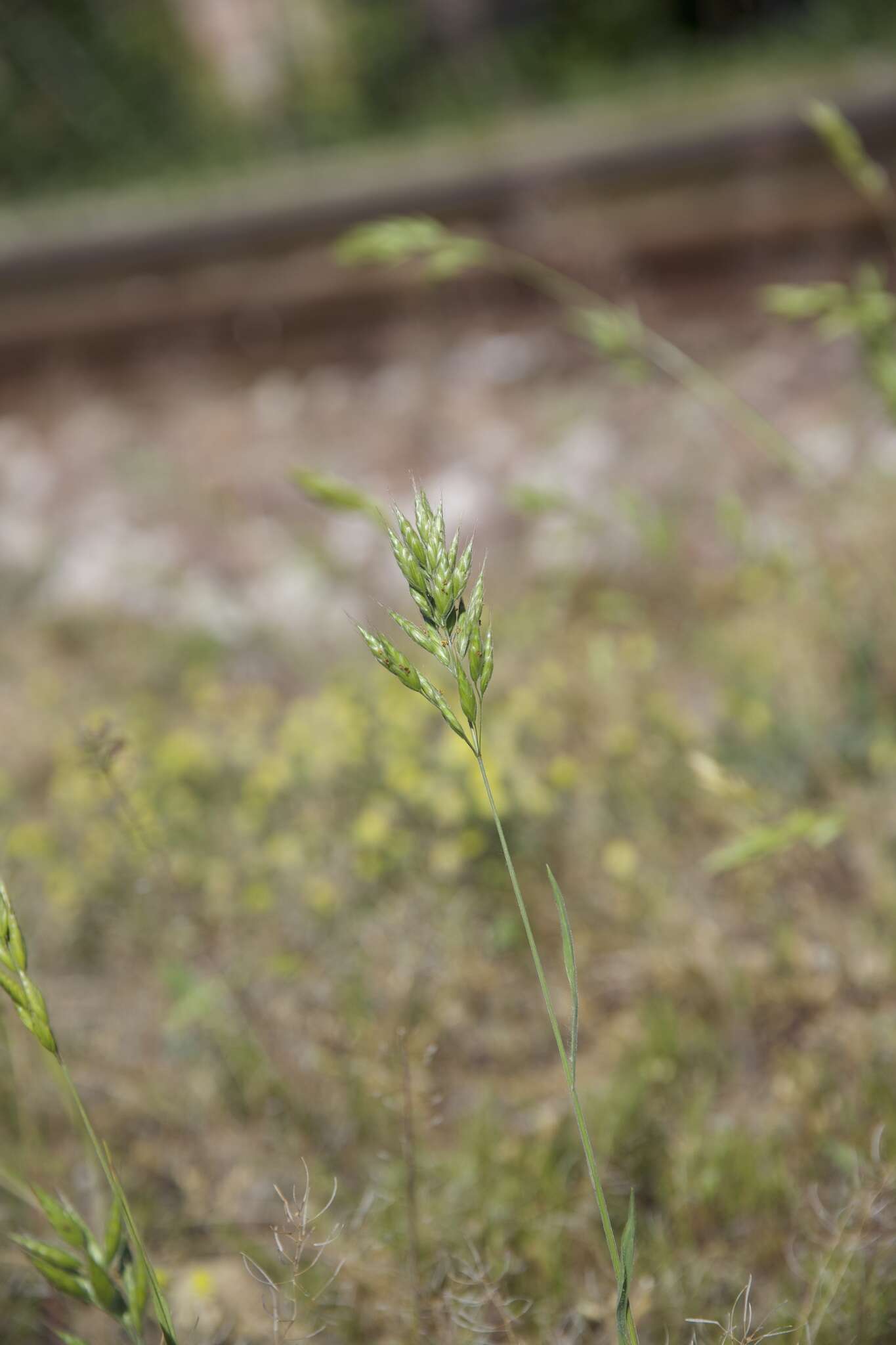 Слика од Bromus hordeaceus subsp. hordeaceus