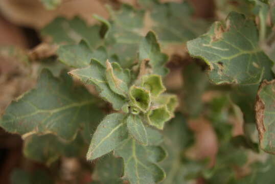 Image of white henbane