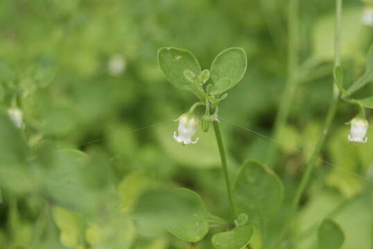 Image of lily of the valley vine