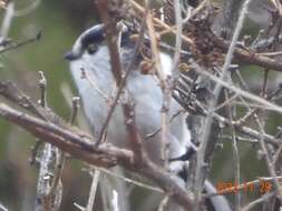 صورة Aegithalos caudatus magnus (Clark & AH 1907)