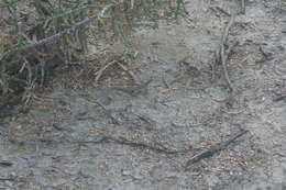 Image of Red-sided Curly-tailed Lizard