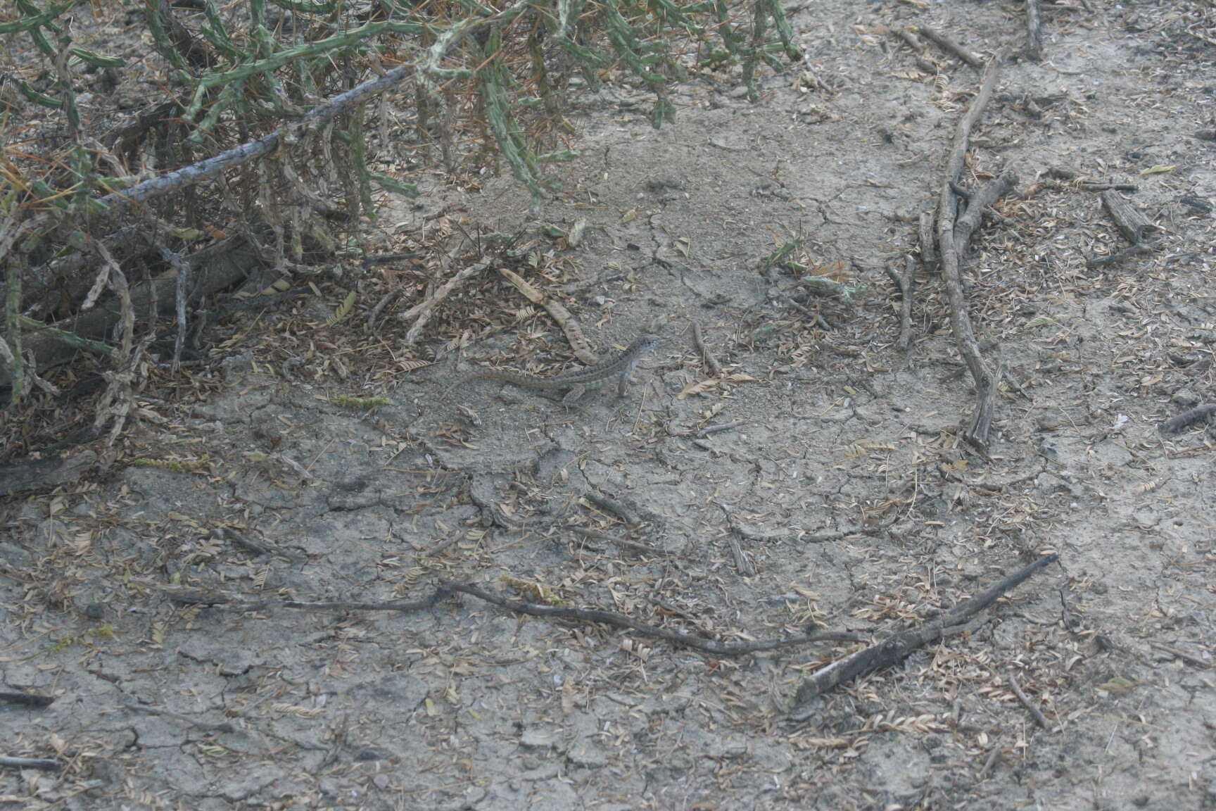 Image of Red-sided Curly-tailed Lizard