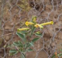 Image of tree tobacco