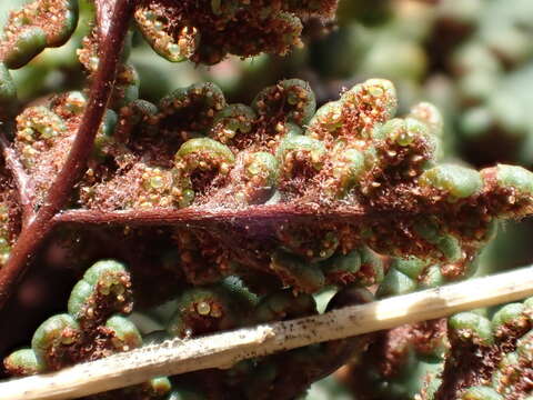 Image of Oeosporangium hispanicum (Mett.) Fraser-Jenk. & Pariyar