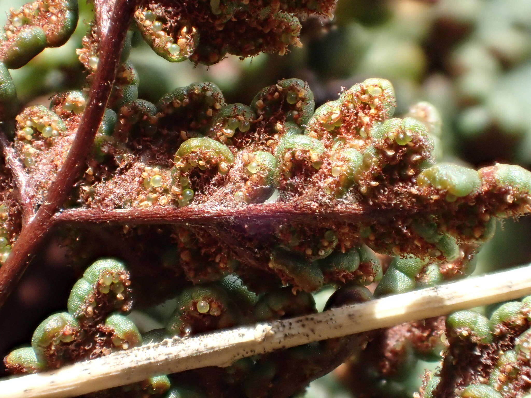 Image de Oeosporangium hispanicum (Mett.) Fraser-Jenk. & Pariyar