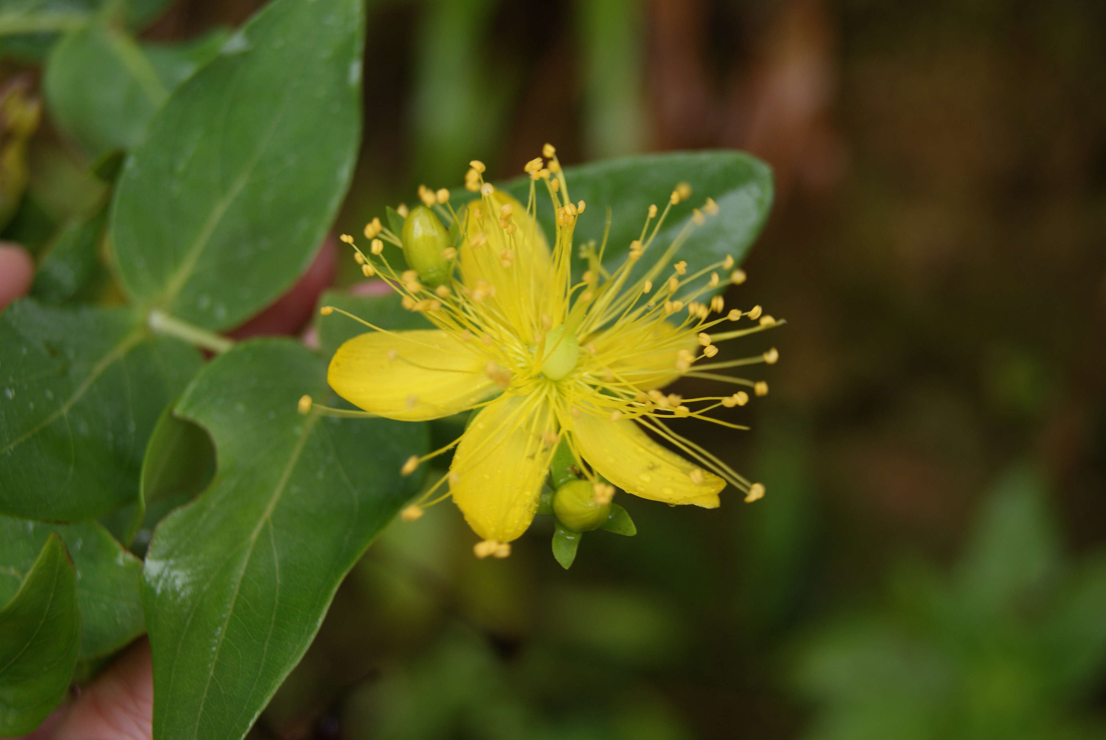 Image of Hypericum grandifolium Choisy