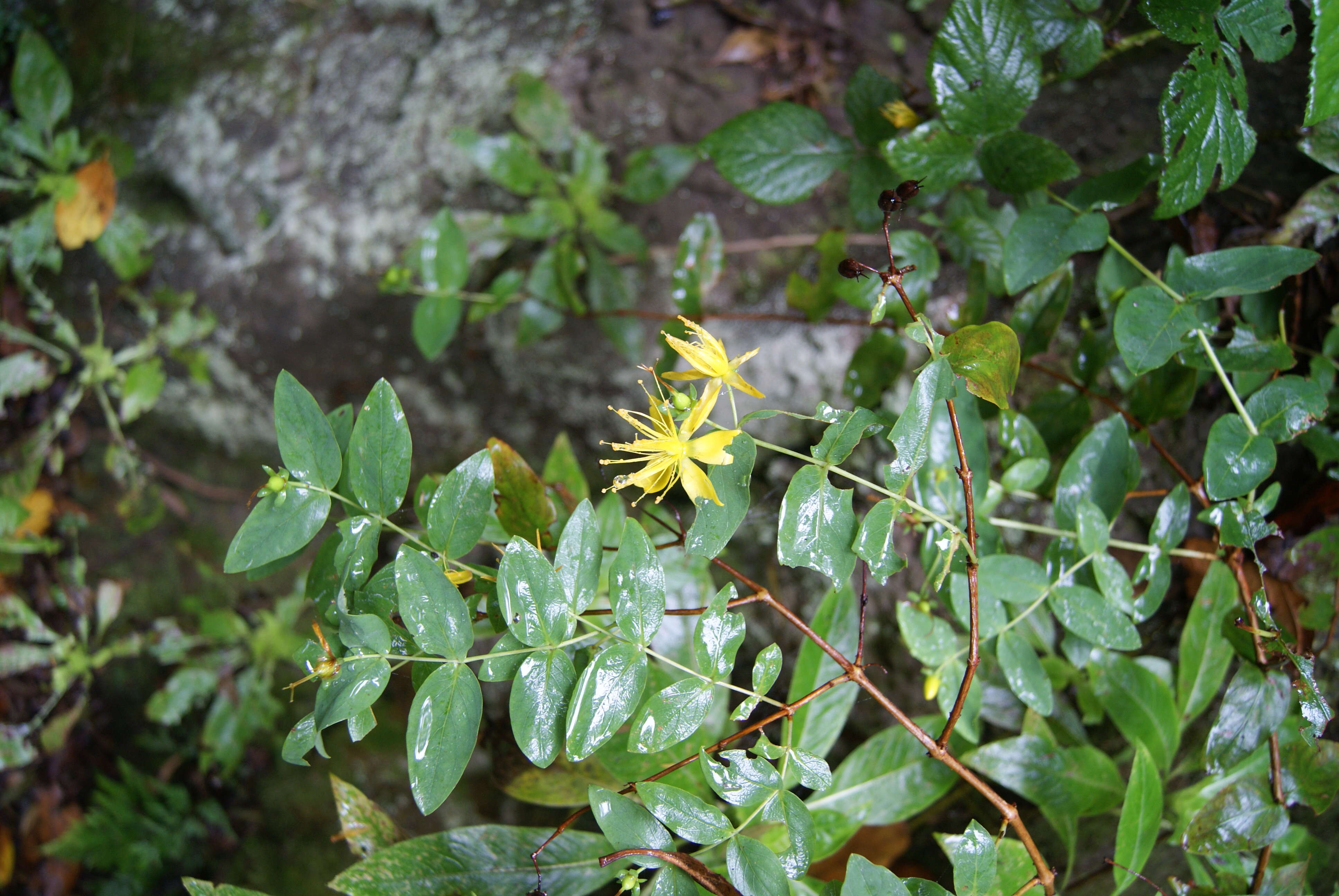 Image of Hypericum grandifolium Choisy