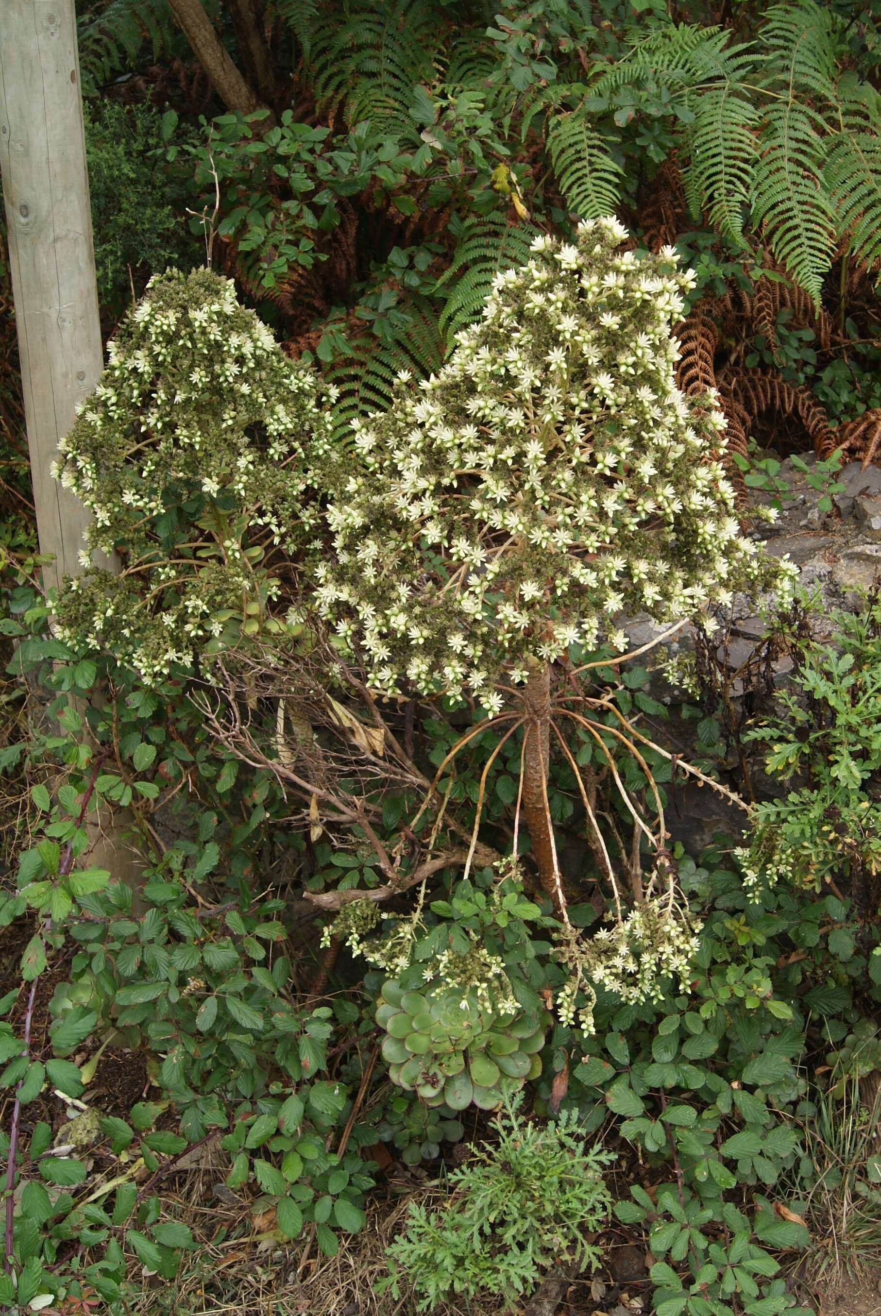 Image of Aeonium ciliatum (Willd.) Webb & Berth.