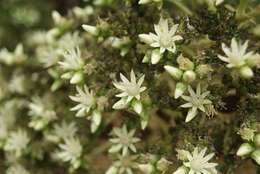 Image of Aeonium ciliatum (Willd.) Webb & Berth.