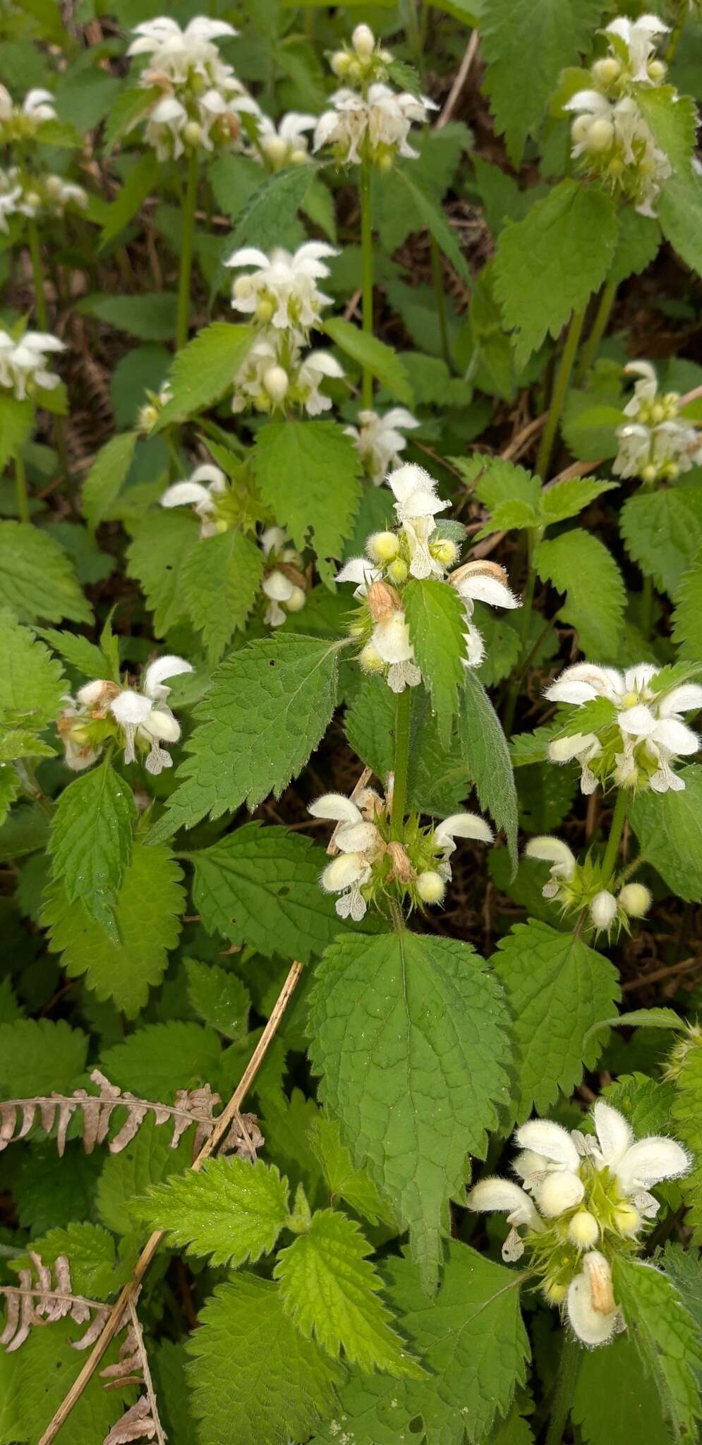 Image of Lamium flexuosum Ten.