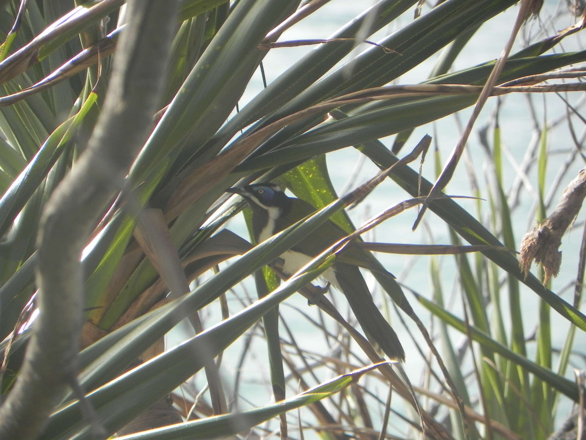 Image of Blue-faced Honeyeaters