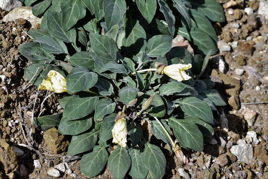 Plancia ëd Oenothera brachycarpa A. Gray