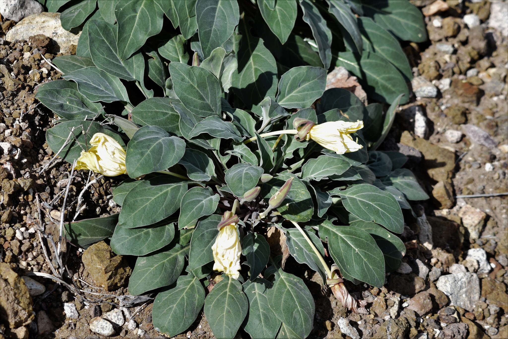 Plancia ëd Oenothera brachycarpa A. Gray