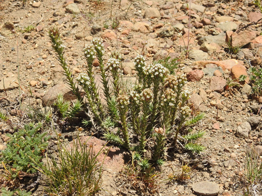 Image of Nassauvia pyramidalis Meyen