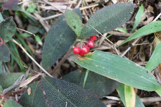 Imagem de Ardisia mamillata Hance