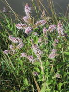 Image of Horse Mint