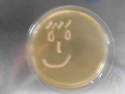 Image of Saccharomyces