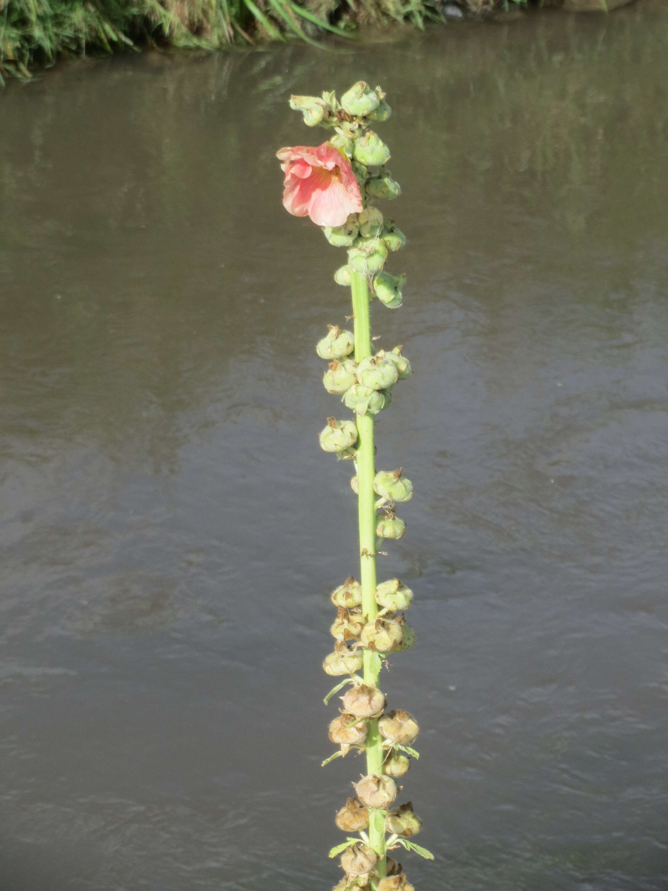 Image of hollyhock