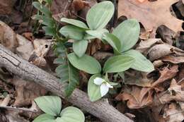 Image of snow trillium