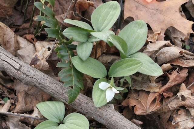 Image of snow trillium