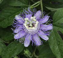 Plancia ëd Passiflora incarnata L.