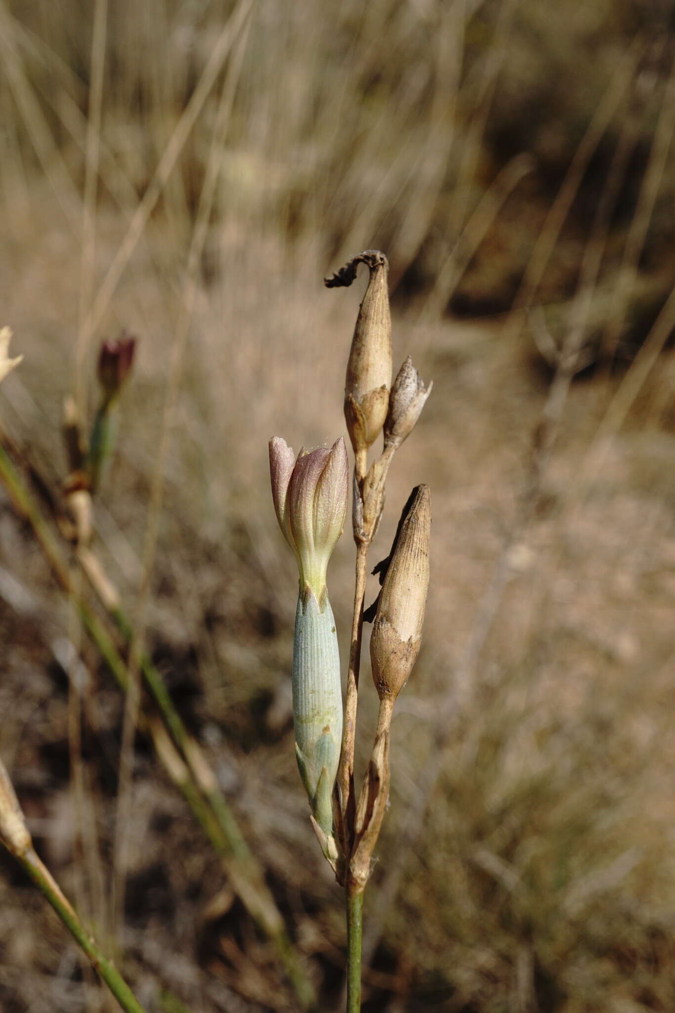 Image of Dianthus monadelphus subsp. pallens (Smith) Greuter & Burdet