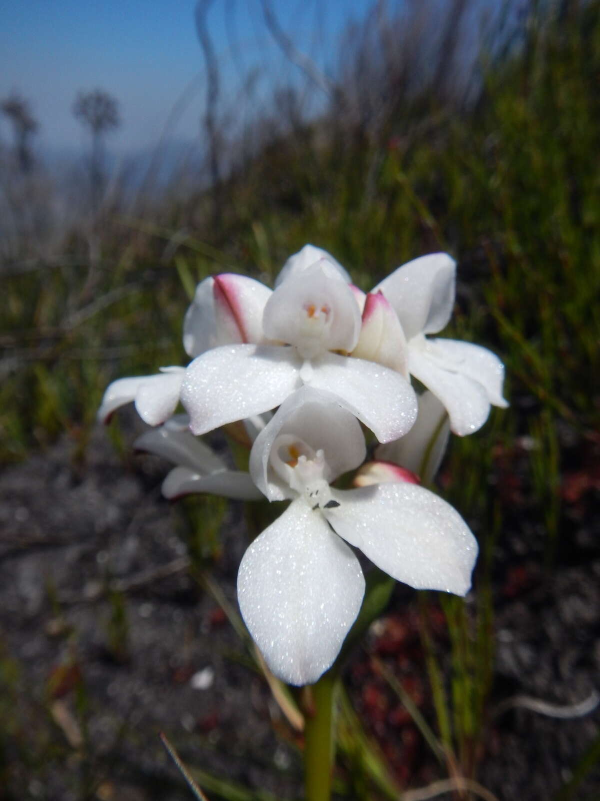 Image of Disa vasselotii Bolus ex Schltr.