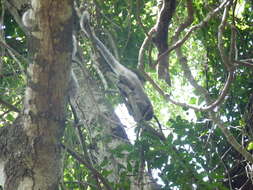 Image of Bolivian Gray Titi