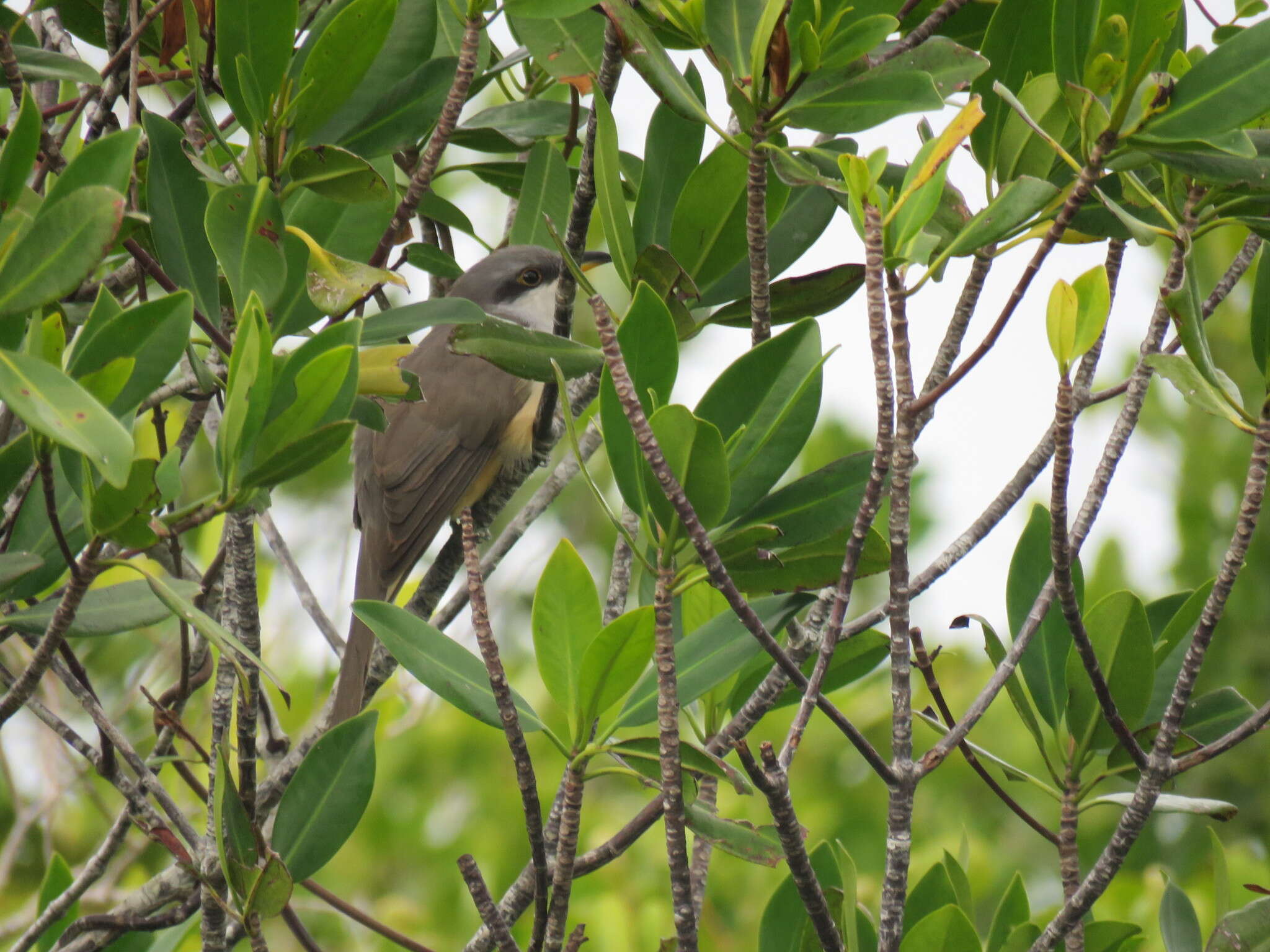 Image of Mangrove Cuckoo