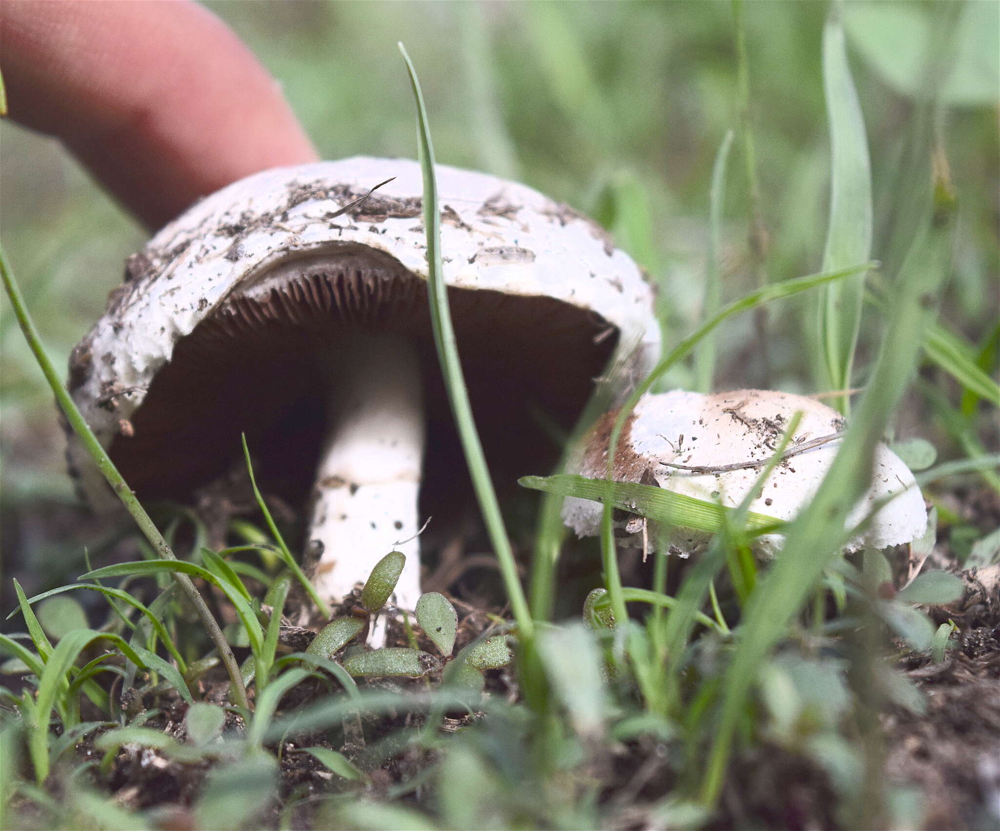 Image of Field Mushroom