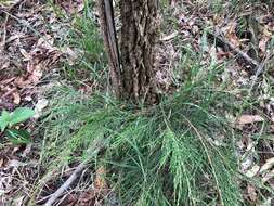 Image of forest-oak