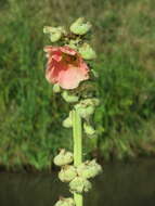 Image of hollyhock