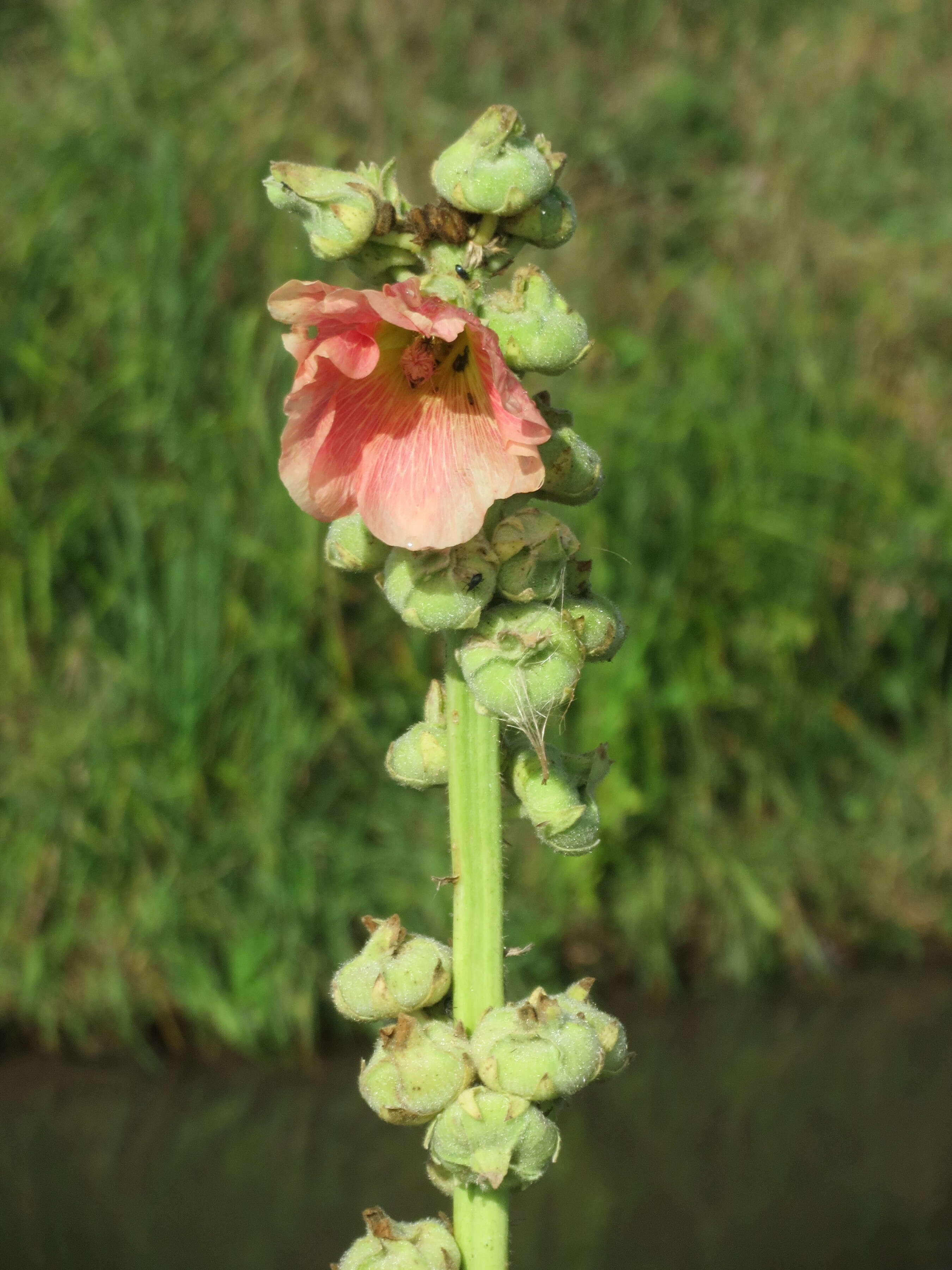 Image of hollyhock