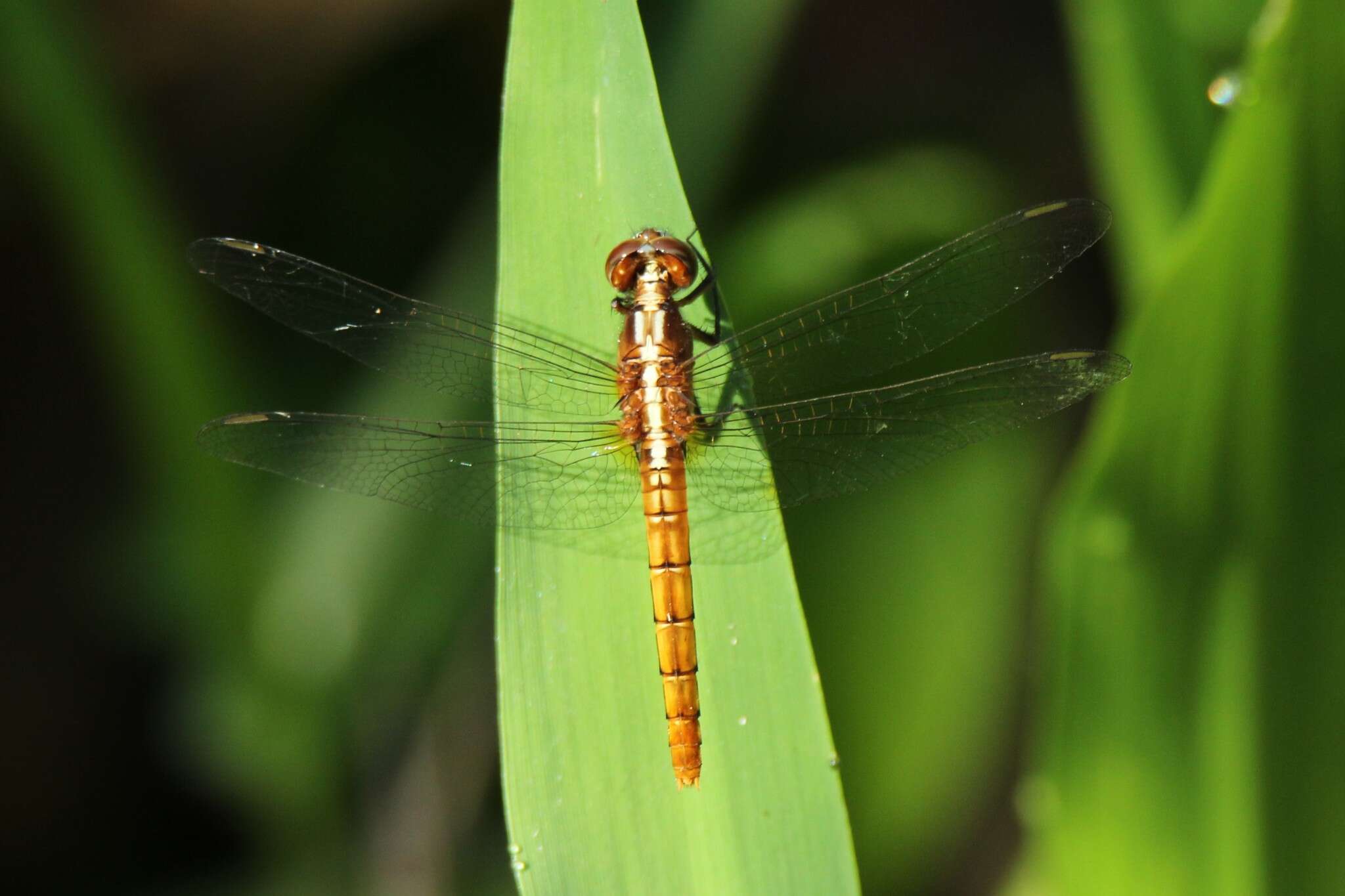 Imagem de Rhodothemis lieftincki Fraser 1954