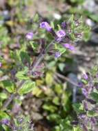 Image of basil thyme