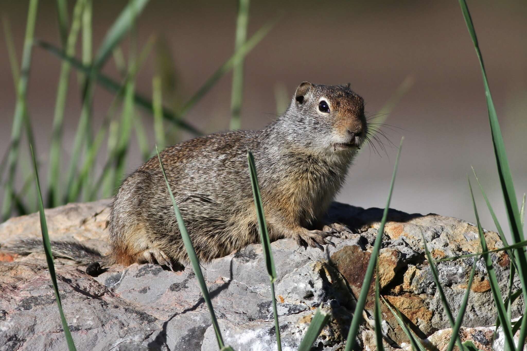 Image of Uinta ground squirrel