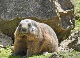 Image of Marmot