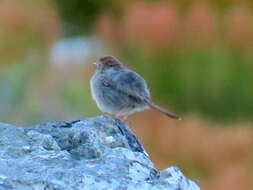 Image of Cisticola subruficapilla subruficapilla (Smith & A 1843)