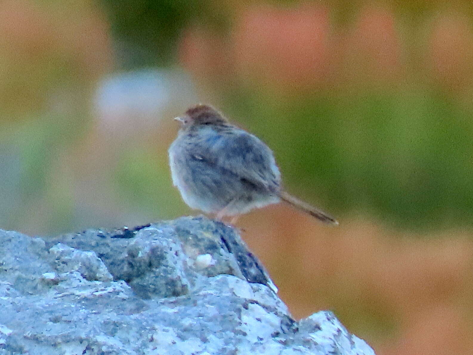 Image of Cisticola subruficapilla subruficapilla (Smith & A 1843)