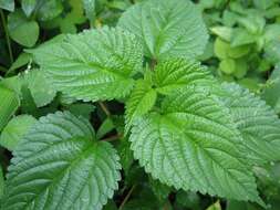 Image of Hawaii Wood-Nettle