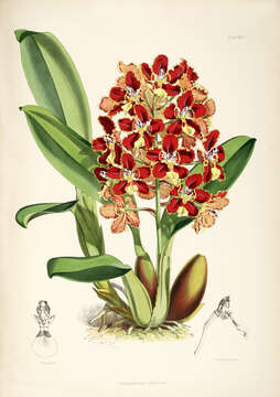 Image of Otoglossum