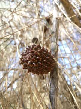 Imagem de Allocasuarina verticillata (Lam.) L. A. S. Johnson