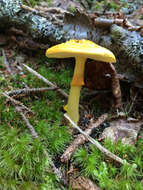 Image of Amanita flavoconia G. F. Atk. 1902