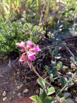 Imagem de Indigofera mauritanica (L.) Thunb.