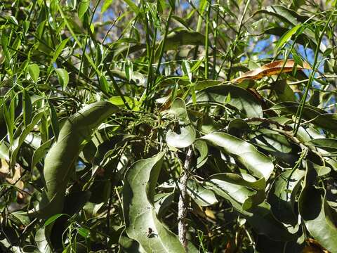 Image of Hyperbaena mexicana Miers