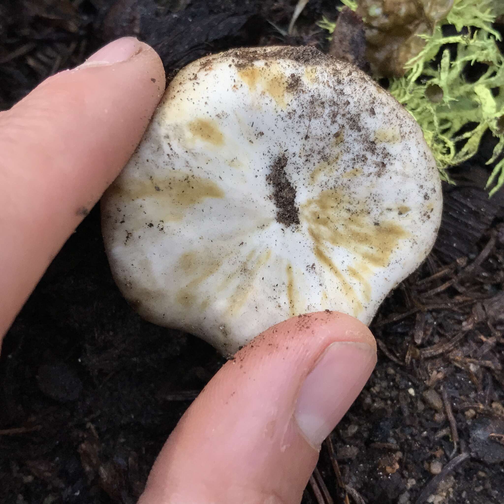 Image of Cortinarius pinguis (Zeller) Peintner & M. M. Moser 2002