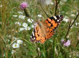 Plancia ëd Vanessa cardui